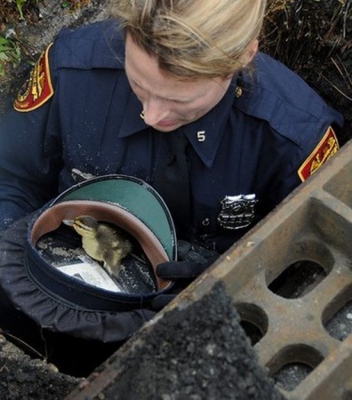 Police Woman Saves Ducklings