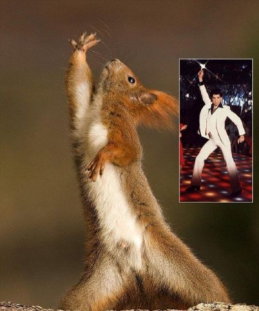 Saturday Night Fever Squirrel
