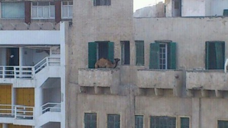 Camel On The Balcony