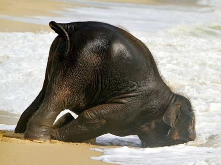 Elephant in Hangover