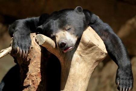 Knocked-out Bear