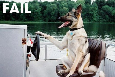 Dog Driving A Boat