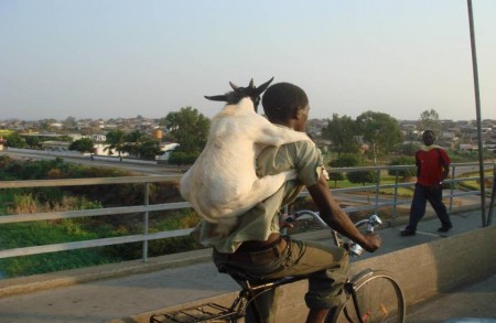 Goat Loves Riding