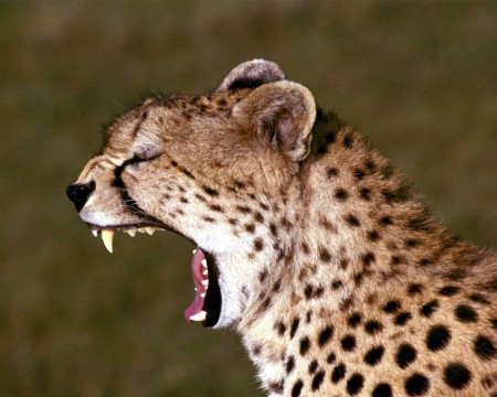 Bored Cheetah