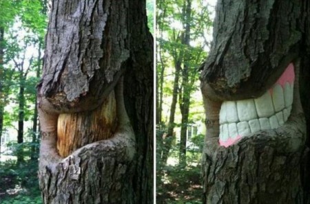 Tree Has Teeth
