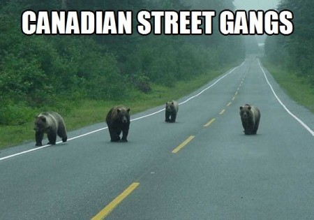 Bear Gang