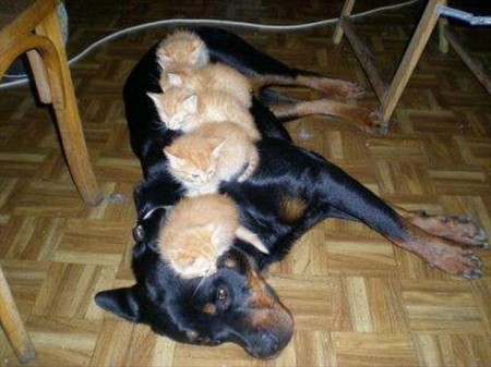 Dog Has Kitties